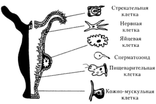 Кракен шоп это